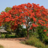 Flamboyant Royal Poinciana Tree (delonix regia 2x2x3" Pot)