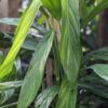 Epipremnum Amplissimum Lance Leaf Plant