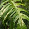 Epipremnum Pinnatum Green Flame