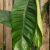 Epipremnum Giganteum Silver Plant