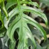 Lg. Epipremnum Pinnatum Baltic Blue Plant