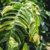 Epipremnum Pinnatum Giant Aurea Variegated Amazoniconda (Excellent Variegation)