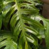 Epipremnum Pinnatum Kujang Gold Flame (Excellent Variegation)