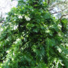 Epipremnum Pinnatum Plant