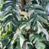 A+ Epipremnum Pinnatum Albo Variegata Plant in 4″ pot