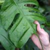 Select Epipremnum Stingray Plant
