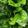 Global Green Pothos (epipremnum aureum in 2x3″ pot)