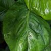 Lg. Harlequin Aurea Pothos (epipremnum aureum in 4" round)