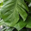 Lg.  Jade Pothos Plant (epipremnum aureum in 4″ pot)