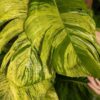 A+ Color Jessenia Hawaiian Pothos Plant (epipremnum aureum in 2x3″ pot)
