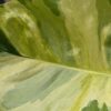 Lg. Crazy Manjula Pothos Plant (epipremnum aureum in 4″ pot)