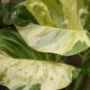 Crazy Manjula Pothos Plant (epipremnum aureum in 2x3″ pot)