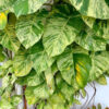 Lg. Marble Queen pothos Plant (epipremnum aureum in 4″ pot)