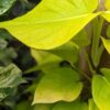 Lg. Neon pothos Plant (epipremnum aureum in 4″ pot)