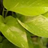 Lg. Variegated Neon pothos Plant (epipremnum aureum in 4″ pot)