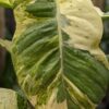 Lg. Pearls and Jade Plant (epipremnum aureum in 4" round)