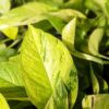 A+ Color South Beach, Florida Pothos Plant (epipremnum aureum in 2x3″ pot)