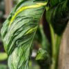 Lg. Shangri-la Variegated Pothos Plant (epipremnum aureum in 4″ pot)