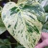 Marble Queen pothos Plant (epipremnum aureum in 2x3″ pot)