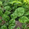 NEW European Wavy Jade Pothos Plant (epipremnum aureum in 2x3″ pot)