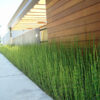 Water Rush Bamboo (equisetum hyemale in 2x3" pot)
