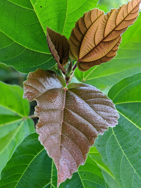 Roxburgh Fig Tree (ficus auriculata) - Image 4