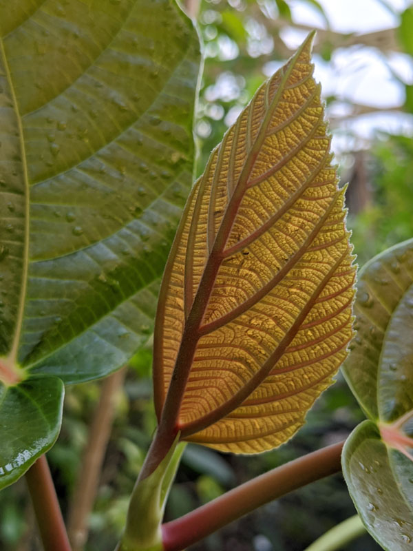 Roxburgh Fig Tree (ficus auriculata) - Image 5
