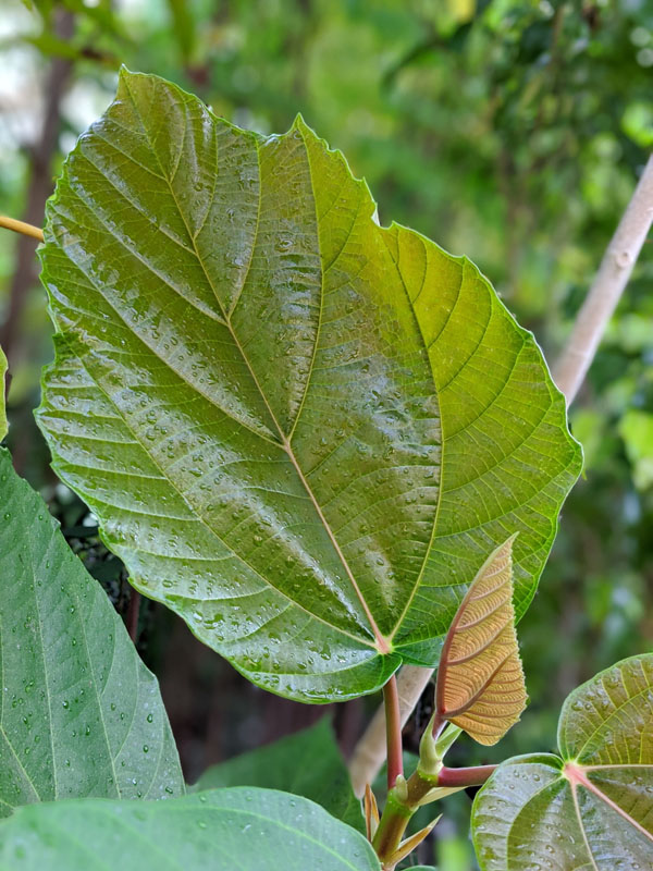 Roxburgh Fig Tree (ficus auriculata) - Image 13