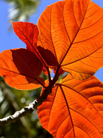 Alternative view of Roxburgh Fig Tree (ficus auriculata)