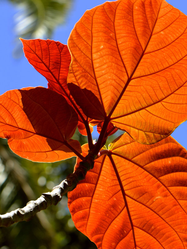 Roxburgh Fig Tree (ficus auriculata) - Image 2