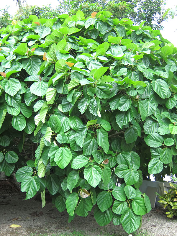 Roxburgh Fig Tree (ficus auriculata) - Image 3
