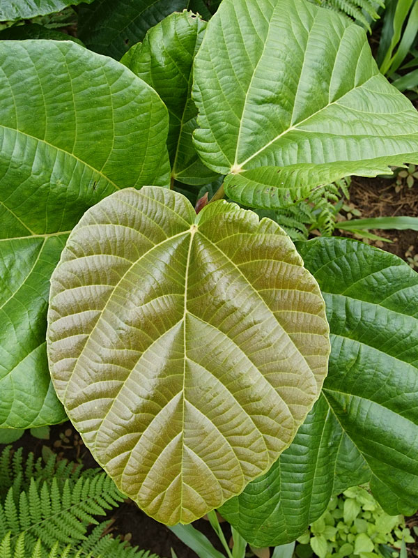 Roxburgh Fig Tree (ficus auriculata) - Image 10