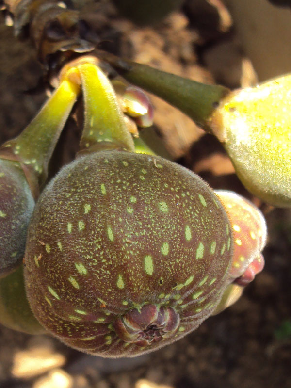 Roxburgh Fig Tree (ficus auriculata) - Image 11
