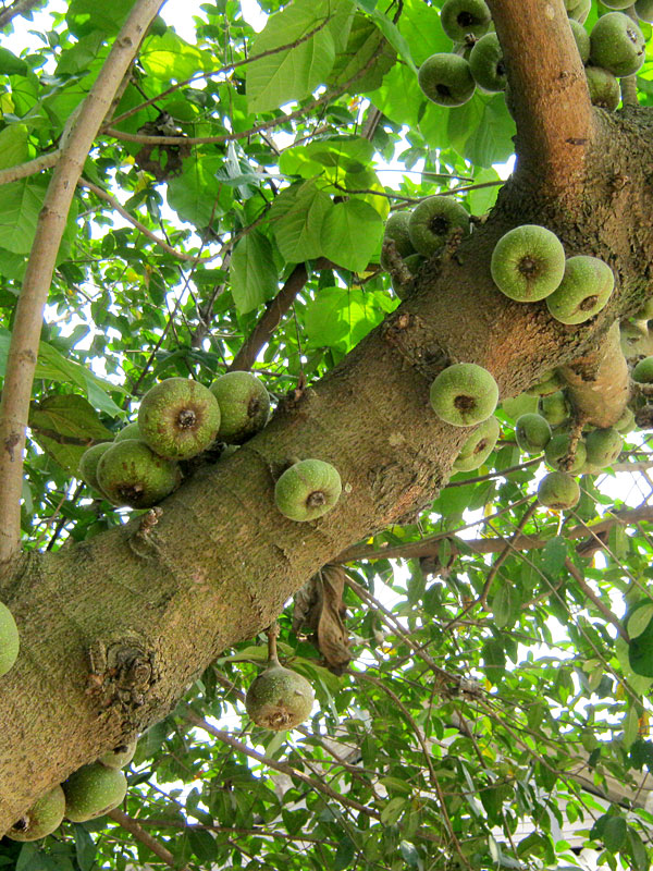 Roxburgh Fig Tree (ficus auriculata) - Image 8