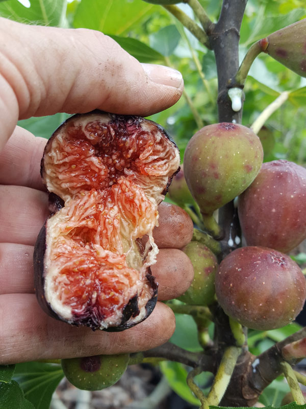 Dwarf Fig Tree (ficus carica)