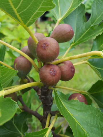 Alternative view of Dwarf Fig Tree (ficus carica)