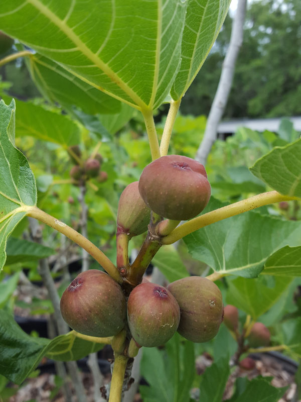 Dwarf Fig Tree (ficus carica) - Image 5