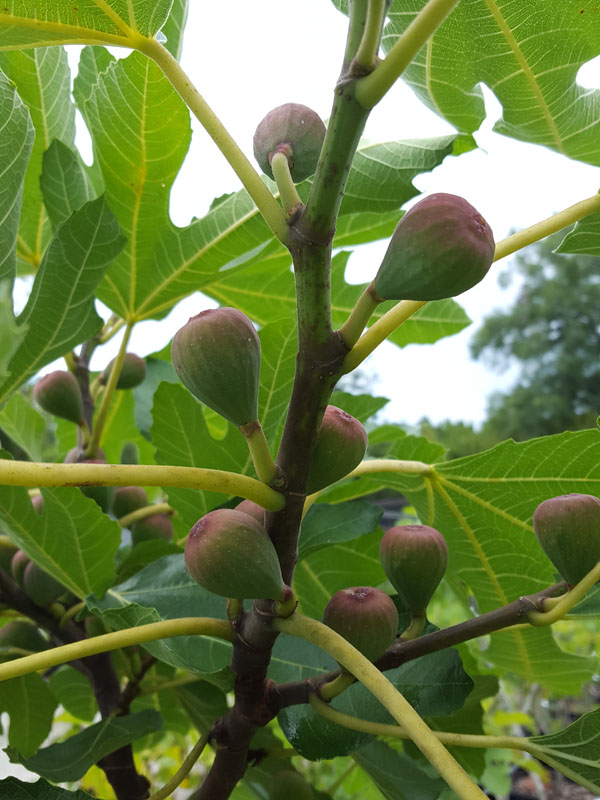Dwarf Fig Tree (ficus carica) - Image 4