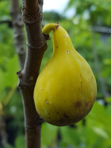 Alternative view of Desert King Fig Tree (ficus carica)