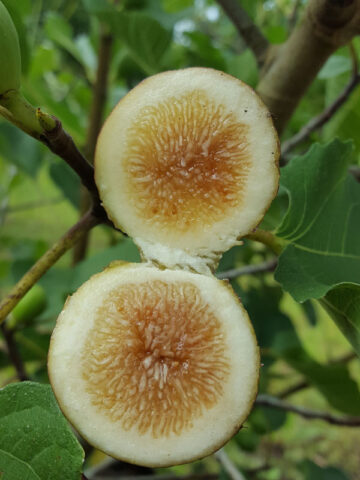 Falls Gold Fig Tree (ficus carica)