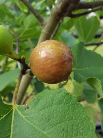 Alternative view of Falls Gold Fig Tree (ficus carica)