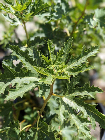 Ice Crystal Fig Tree (ficus carica)