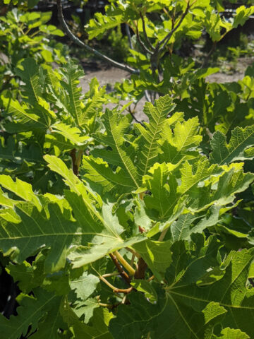 Alternative view of Ice Crystal Fig Tree (ficus carica)