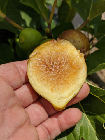 IGO Fig Tree (ficus carica)