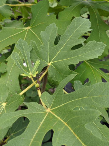Alternative view of Mega Celeste Fig Tree (ficus carica)