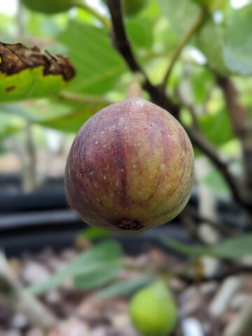 Mega Celeste Fig Tree (ficus carica)
