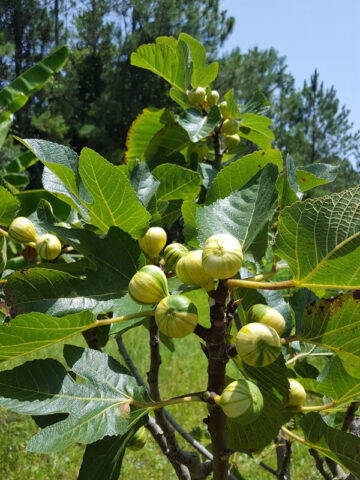 Panachee Tiger Fig Tree (ficus carica)