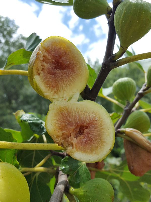 Tres Num Prato, Tres Ao Prato Fig Tree (ficus carica)