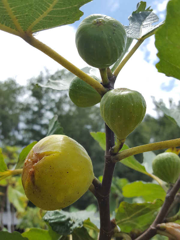 Tres Num Prato, Tres Ao Prato Fig Tree (ficus carica) - Image 2