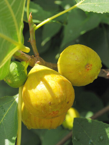 Very Popular, Sweet Yellow Long Neck Fig Tree (ficus carica)